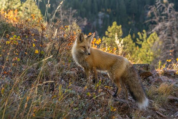 Colorado-Gunnison National Forest Red fox and scenic